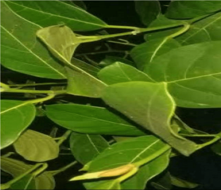 daun - Contoh ape paud dari bahan alam daun nangka