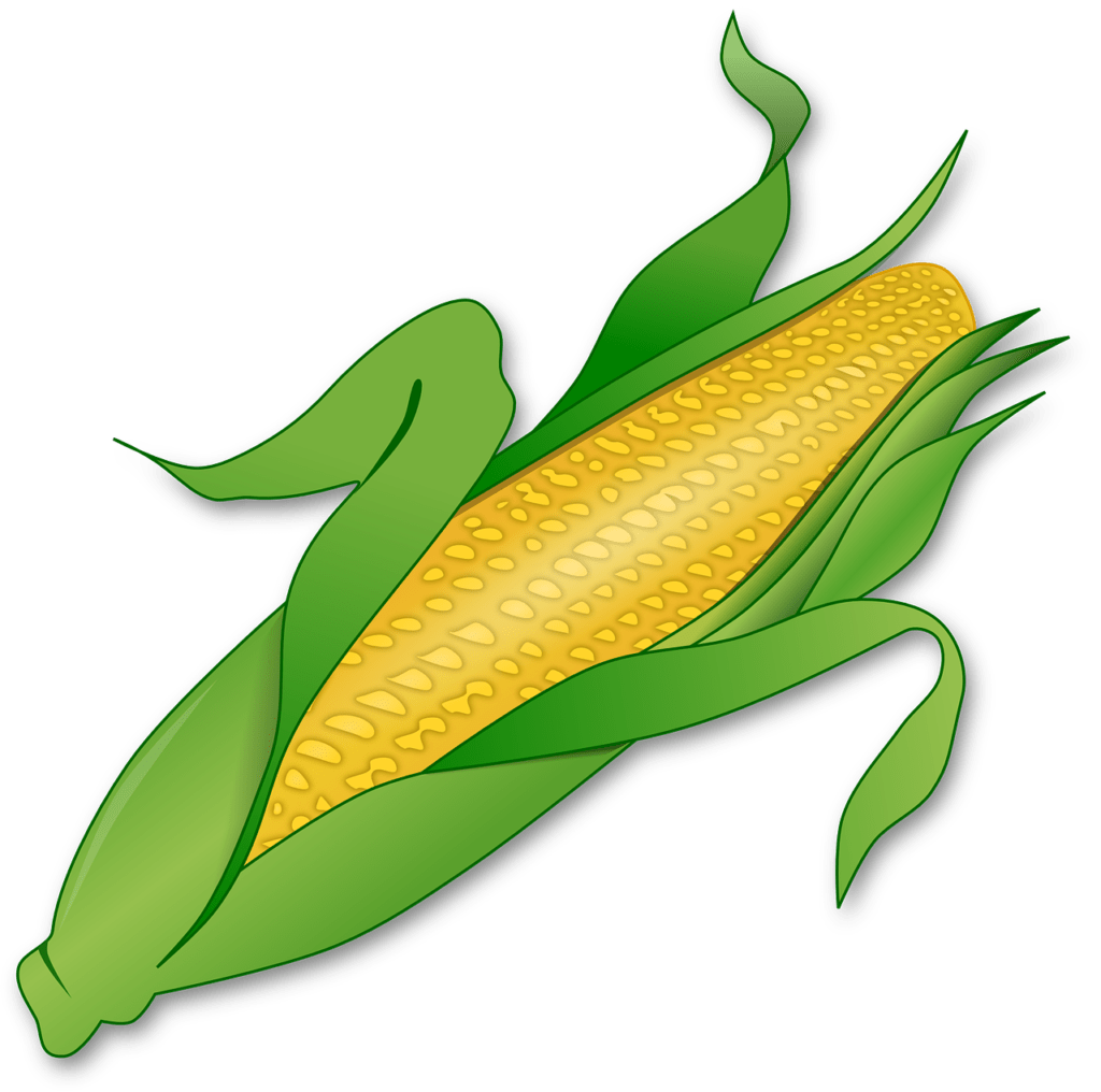 ilustrasi Contoh RPPH tema tanaman jagung